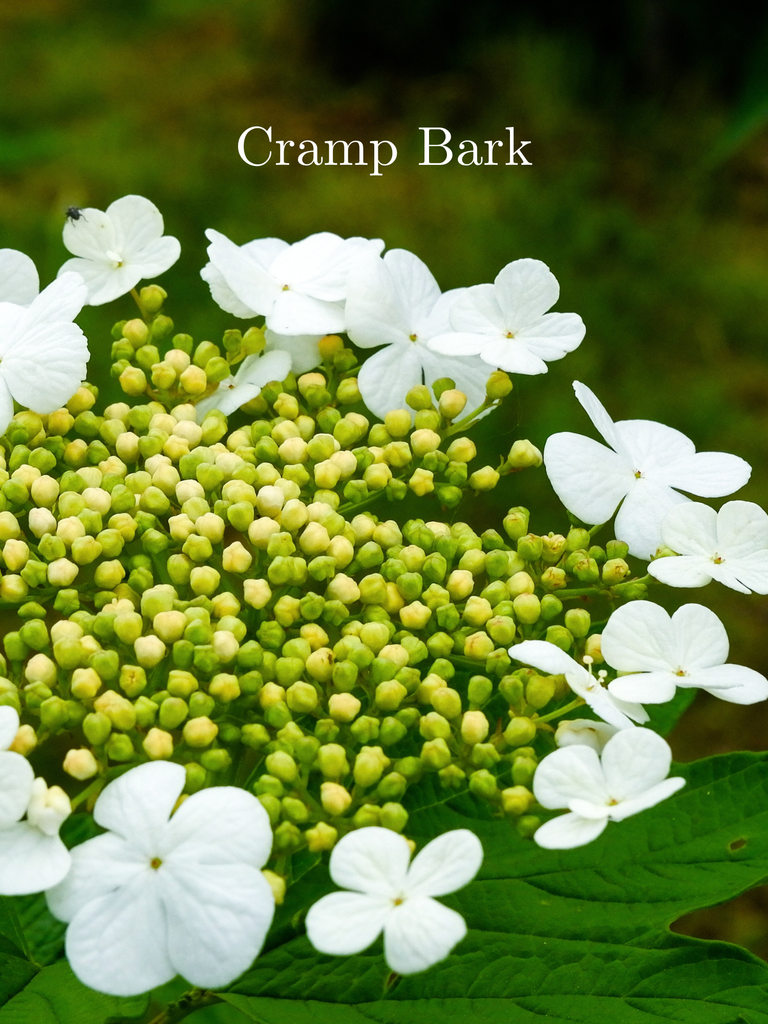 Cramp Comfort Tea